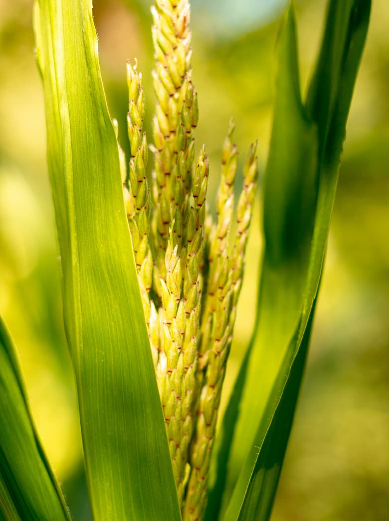 Antigaspillage Brome-Missiquoi