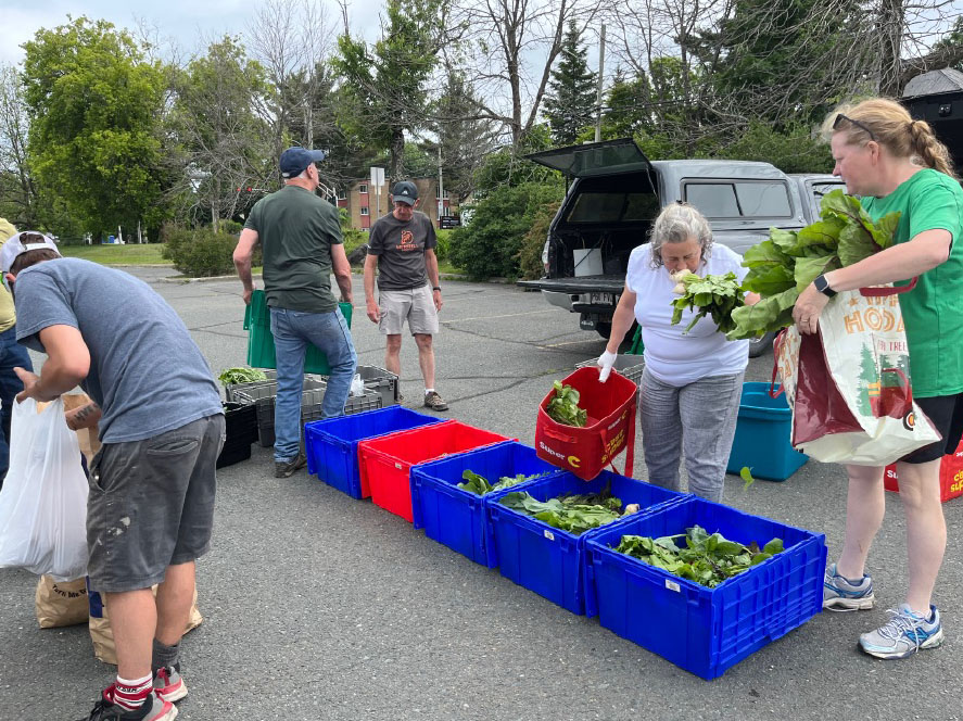 Ramassage des surplus maraîchers