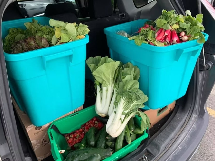 Ramassage des surplus maraîchers